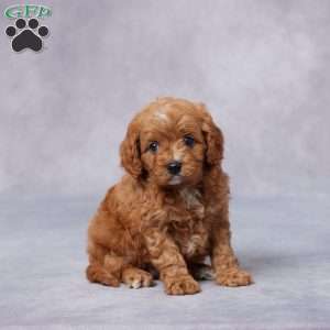 Hazel, Cavapoo Puppy